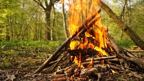 Campfire Burning in Forest. Camping Fire Stock Footage 109679785
