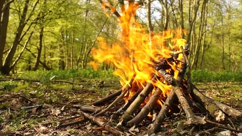 Campfire Burning in Forest. Camping Fire Stock Footage 109680167