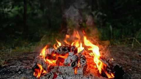 Campfire Burning in Forest Clearing Stock Footage 342120517
