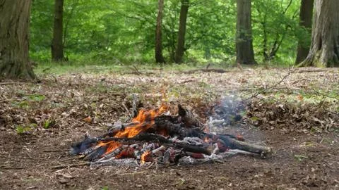 Campfire Burning in the Forest. Fire Burning Wood in the Campfire Stock Photos