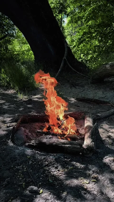 Campfire Burning on Forest Floor Under Large Tree Stock Footage 346306611
