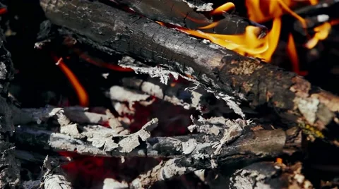 Campfire burning in the forest Video stock 61577286