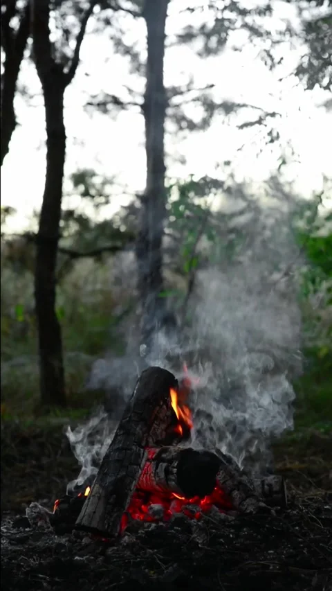 Campfire burning in the forest with thick white smoke and glowing embers Stock-Footage 345121639