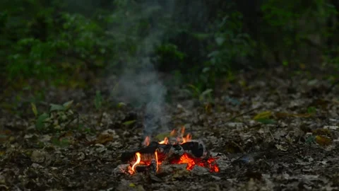 Campfire Burning in Forest Wilderness Nature Background Loop Stock Footage 343607846