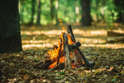 Campfire Burning in Green Forest Clearing Stock Photos