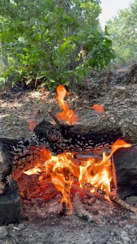 Campfire Burning in a Green Forest Stock Footage 341976428