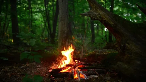 Campfire burning in green summer forest wood fire background video sound Vídeos de archivo 341878481