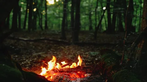 Campfire burning in green summer forest wood fire background video sound Video stock 341878482