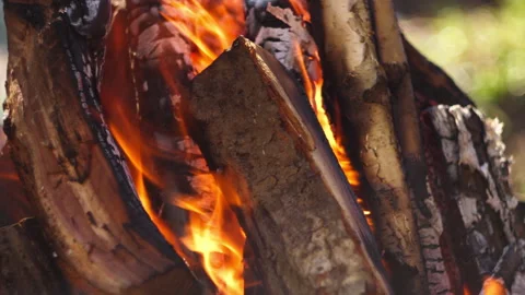 Campfire burning in grill, forest close-up, smoke rising, natural spring light Video stock 332554148