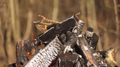Campfire burning in grill, forest close-up, smoke rising, natural spring light Video stock 332554329