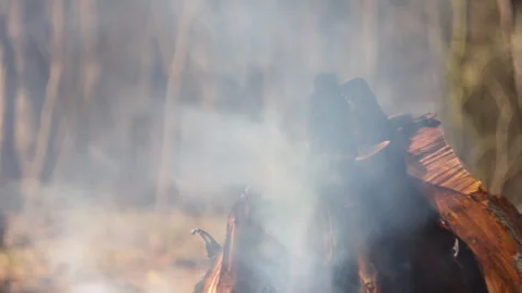 Campfire burning in grill, forest close-up, smoke rising, natural spring light Stock-Footage 332554847