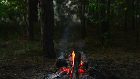 Campfire burning in the middle of a dense dark forest Stock Footage 345121417