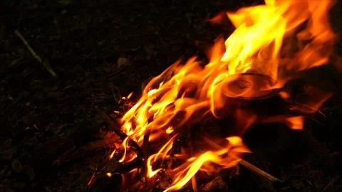 Campfire Burning at Night. Camping in the Forest Stock Footage 109679278