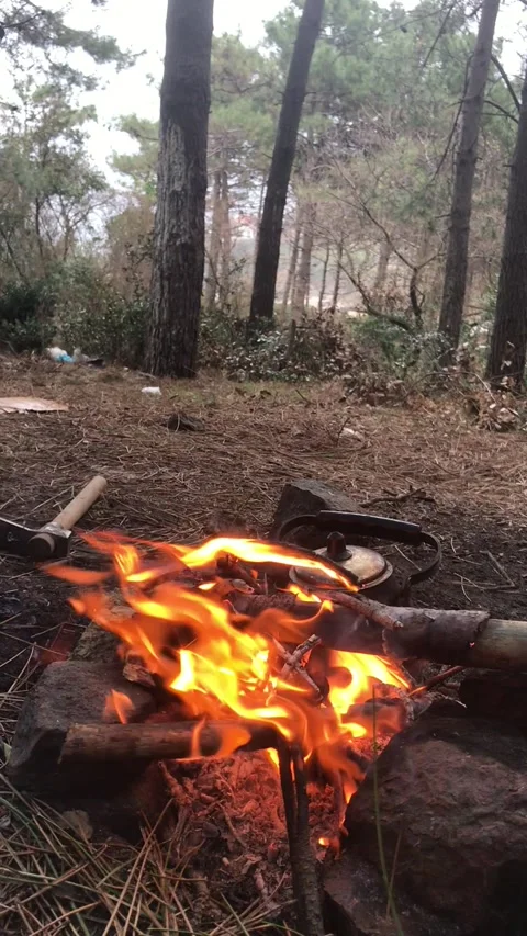Campfire Burning in a Peaceful Pine Forest Stock Footage 342182212
