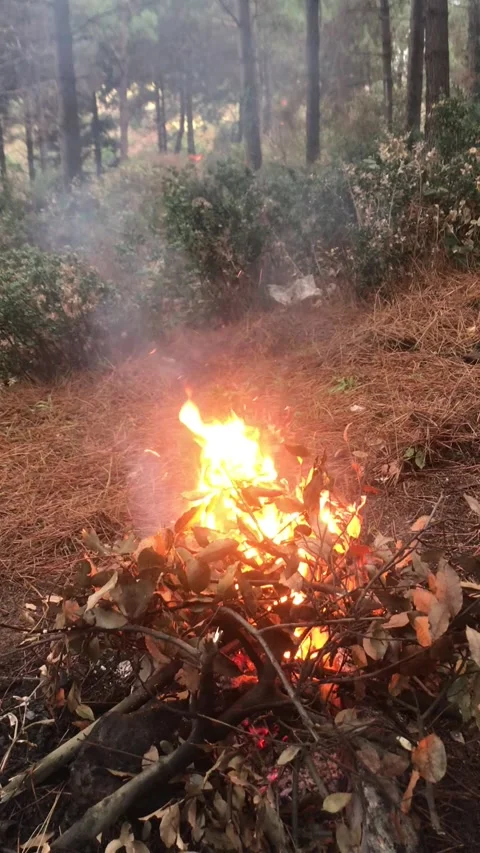 Campfire Burning with Sparks in a Pine Forest Stock Footage 342182272