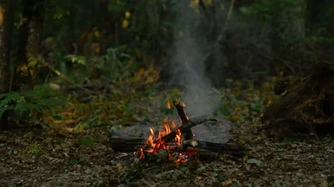 Campfire Burning in Summer Forest Medium Shot Loop Video stock 342897996
