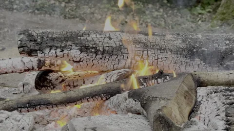 Campfire / Burning Wood Stock Footage 317728102
