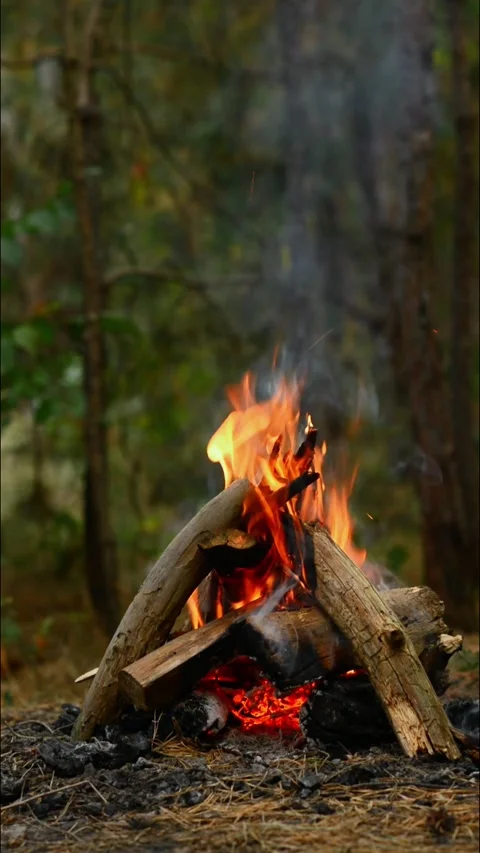 Campfire burning in the woods with bright flames and glowing embers Stock-Footage 344746636