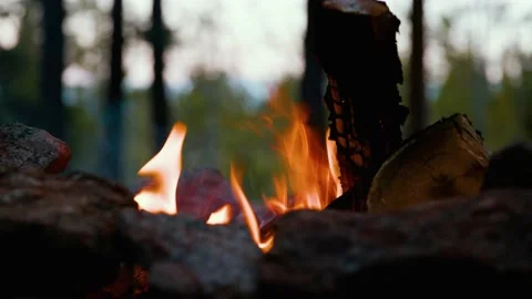 Campfire Close-Up in Forest Stock Footage 168760763