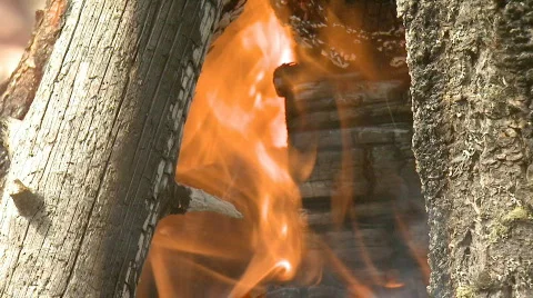 Campfire closeup Video stock 110794