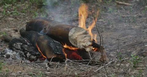 Campfire, enjoy, fire, flame, night, phone Stock-Footage 64785733