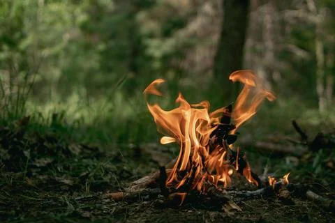 Campfire Flames in a Green Forest Stock Photos