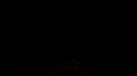 Campfire 動画素材 368726