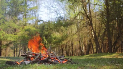Campfire in the forest with bird chirping Stock Footage 49533386