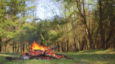 Campfire in the forest with bird chirping Stock Footage 49533392