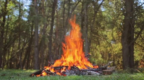 Campfire in the forest with bird chirping Stock Footage 49533404
