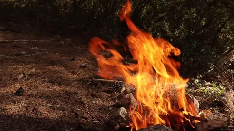 Campfire in the Forest with Dry Grasses Stock Footage 325539481