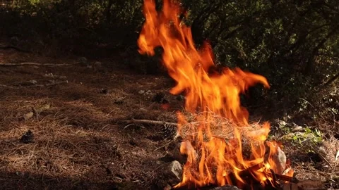 Campfire in the Forest with Dry Grasses in Slow Motion Stock Footage 325539485