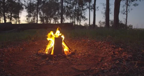 Campfire in forest during dusk Stock-Footage 115049467