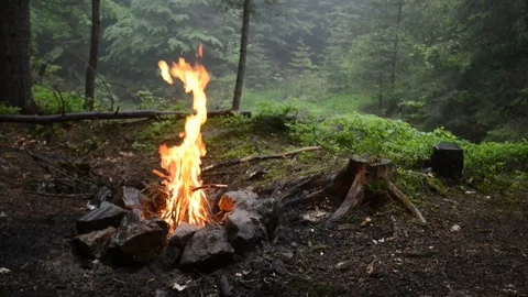Campfire in forest Stock-Footage 82533812