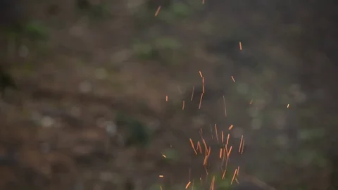 Campfire in forest Stock Footage 82538703