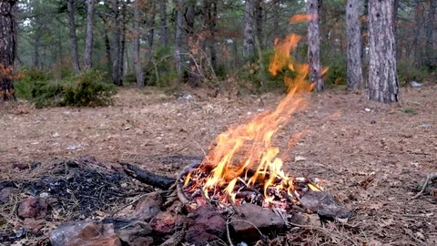 Campfire in the forest Stock Footage 127045160
