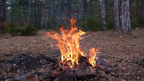 Campfire in the forest Stock Footage 127047085