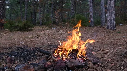 Campfire in the forest Stock Footage 127051432