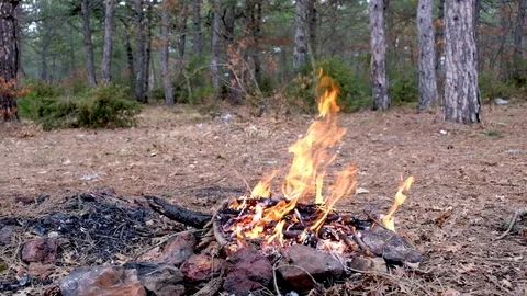 Campfire in the forest Stock Footage 127052692