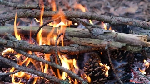 Campfire in the forest Stock Footage 127115949