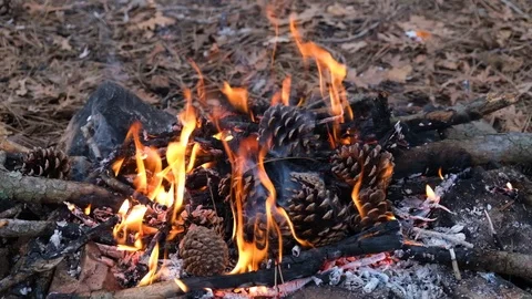 Campfire in the forest Stock Footage 127116077