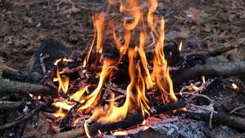 Campfire in the forest Stock Footage 127116513