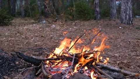 Campfire in the forest Stock Footage 127120666