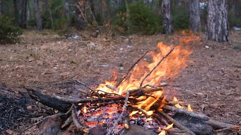 Campfire in the forest Stock Footage 127129680