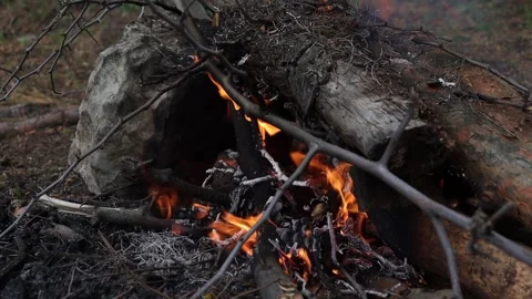 Campfire in the Forest Stock Footage 293516382