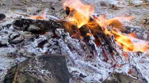 Campfire in the forest in windy weather Video stock 90780502