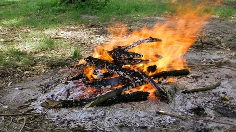Campfire in the forest in windy weather Video stock 90780574