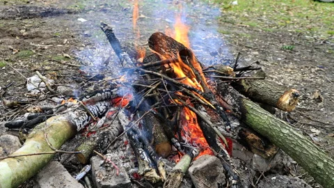 Campfire in the forest, wood fire. Tree stump on fire Vídeos de archivo 168523455