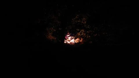 Campfire Glowing Through Trees in Dark Night Stock Photos