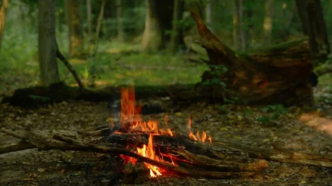 Campfire by Mossy Tree Root in Green Forest Video stock 342013123